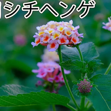 伊都山海渓 Itoshima 外观 照片