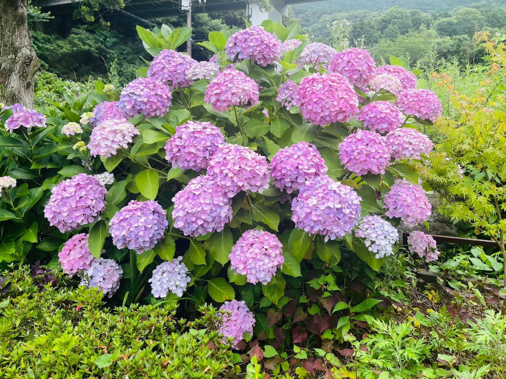 Villa 伊都山海渓