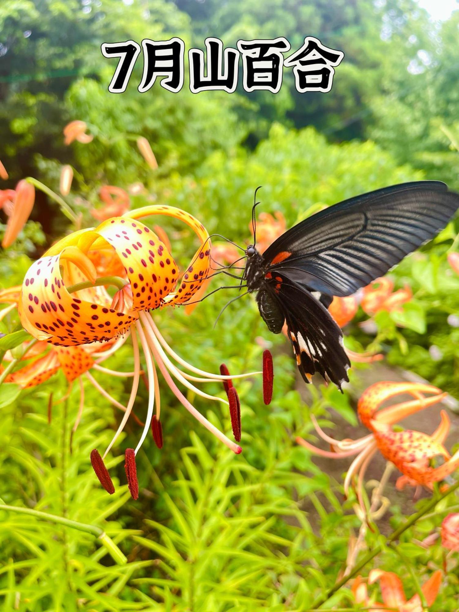 Villa 伊都山海渓 *