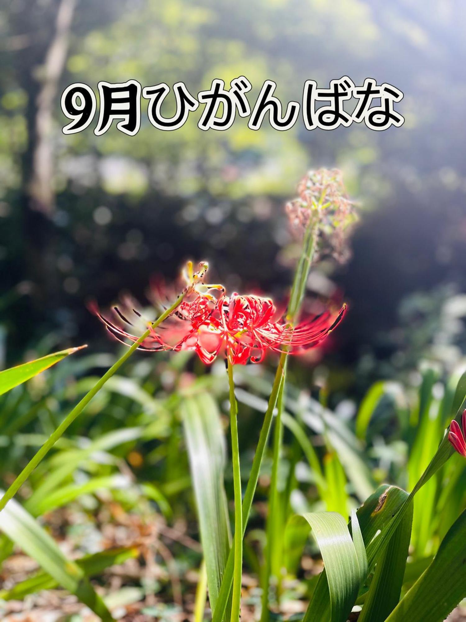 伊都山海渓 *
